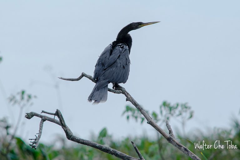 Observación de Aves en los Esteros del Iberá