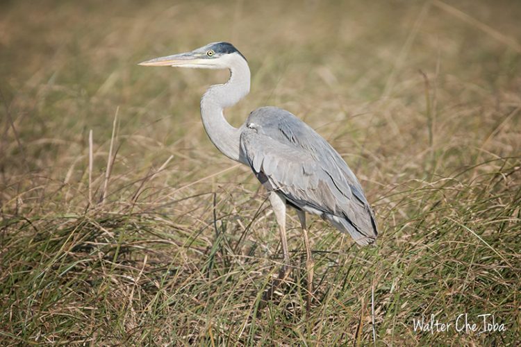 Observación de Aves en los Esteros del Iberá