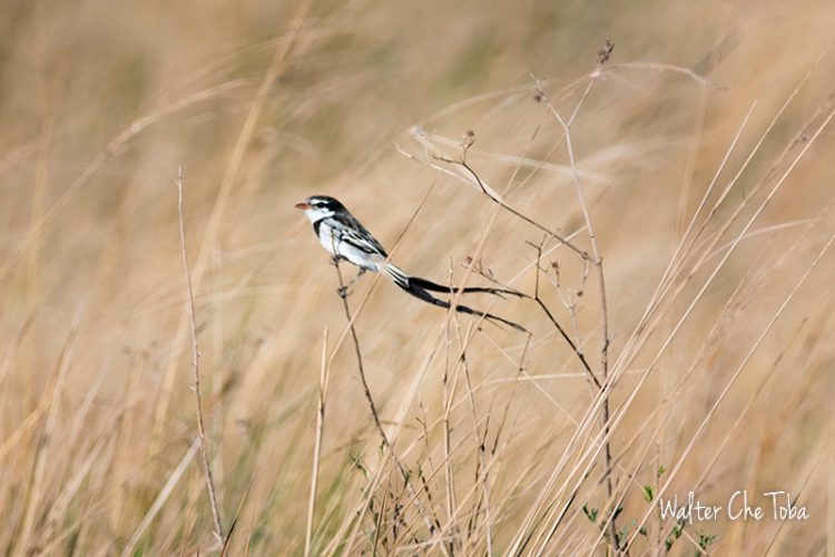 Observación de Aves en los Esteros del Iberá