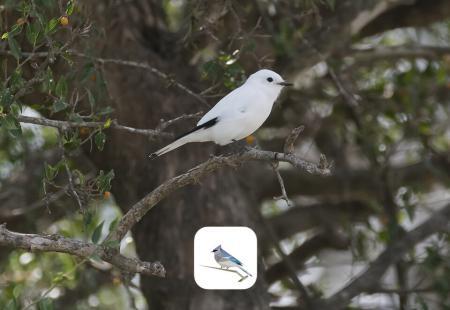 El Shazam De Los Pájaros Se Llama BirdNet App