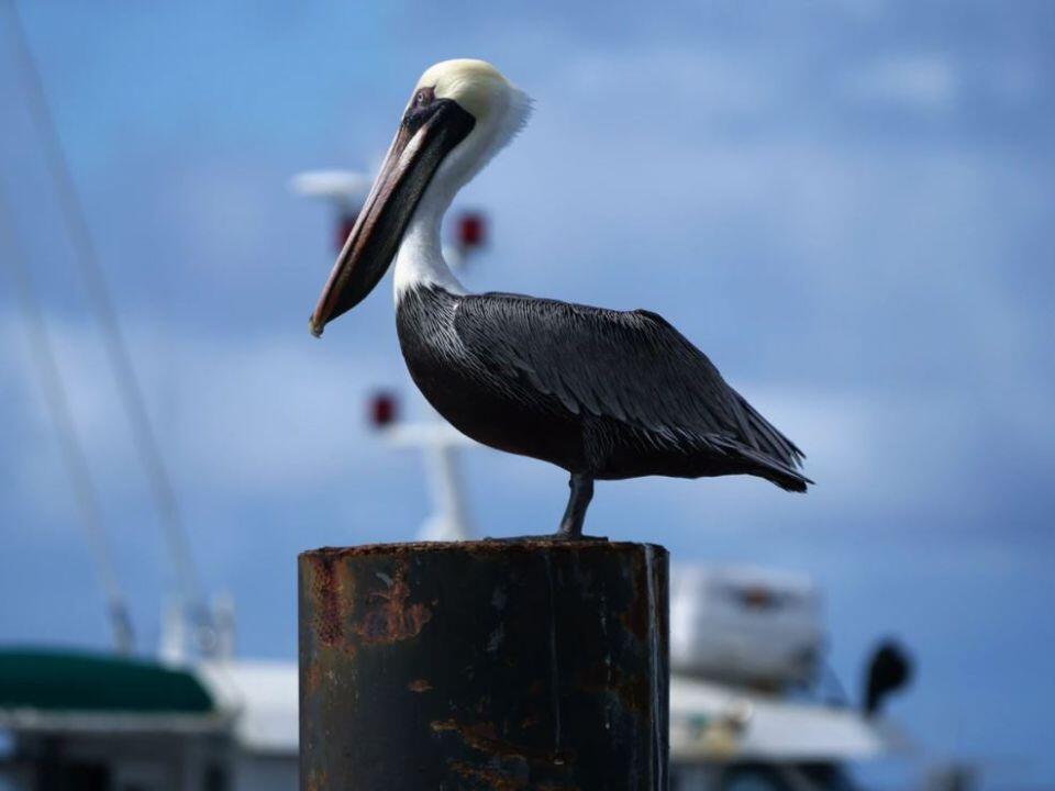 Si las aves de Norteamérica pudieran hablar, lo harían en español