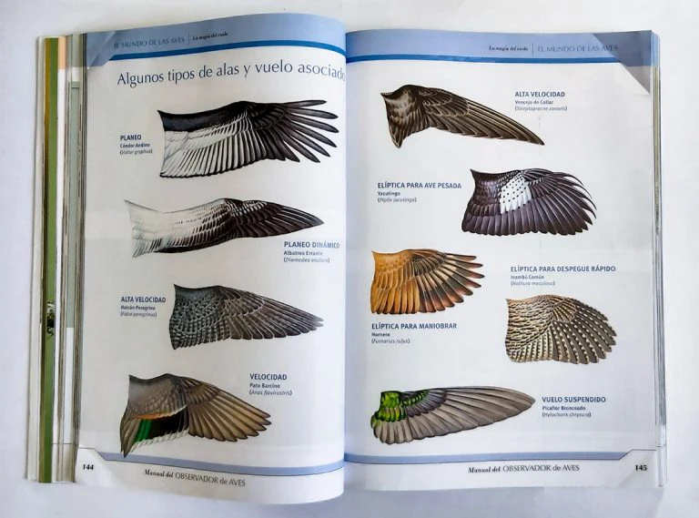 Tipos de alas y vuelo asociado de las aves