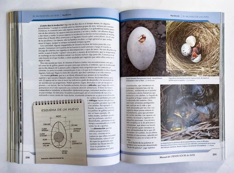 Texto de lectura simple, fotos e ilustraciones - Manual del observador de aves