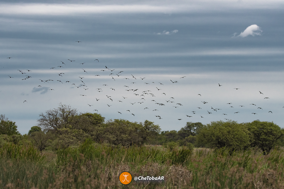 Pulmón Verde Bahía de Ansenuza: Conservación de la Biodiversidad