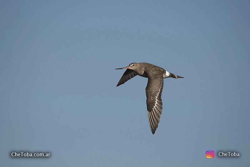 Becasa de Mar - Limosa haemastica - Aves Migratorias