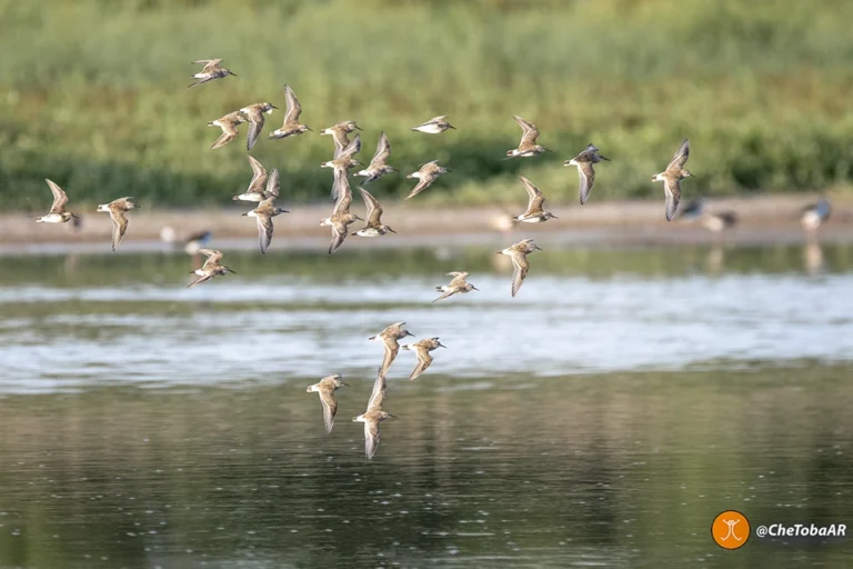 Aves Migratorias seguir ruta en tiempo real