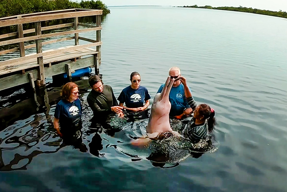 El delfín rosado del río Amazonas (Inia geoffrensis)