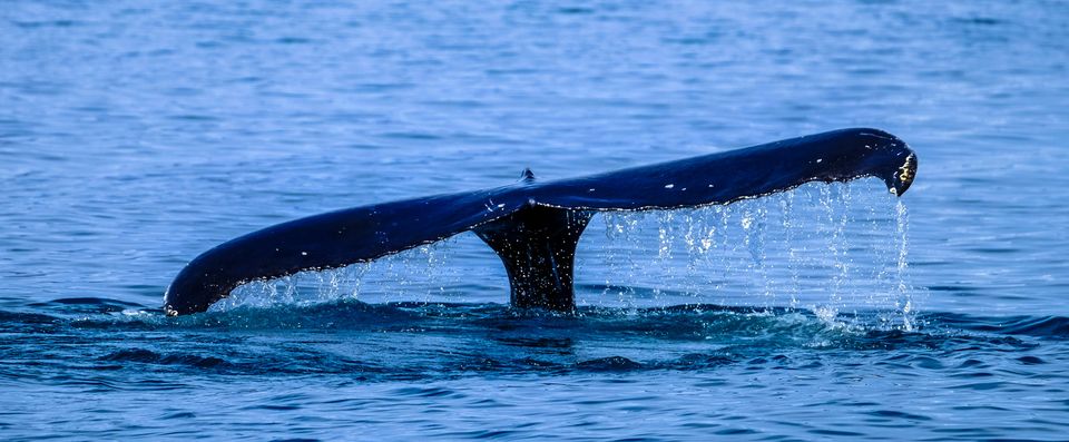 Avistamiento de Ballenas en Perú. Experiencia Máncora