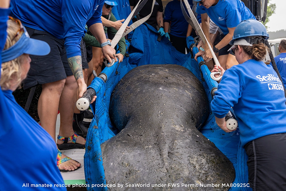 rescates de Manatíes en Florida, EEUU