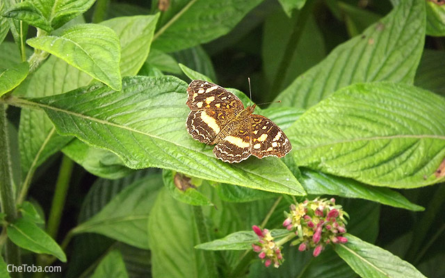 Mariposas Colombia